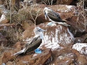 "bluefooted boobies"