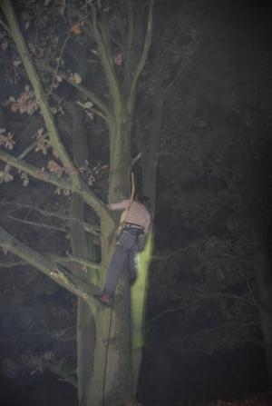 Alča leze na strom