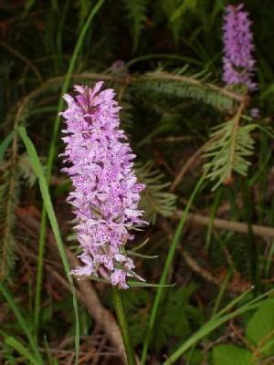 Tatranské orchideje - Prstnatec Fuchsův