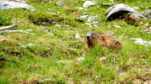 Marmoťák na sestupu Nordkante Lärmstange