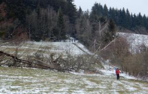 Horní Albeřice, Hanka sjíždí a běžkaři stoupají